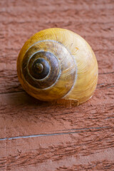 Snail macro close up on wooden board