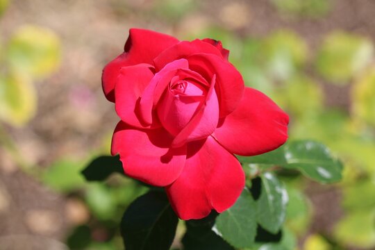 Dame de coeur