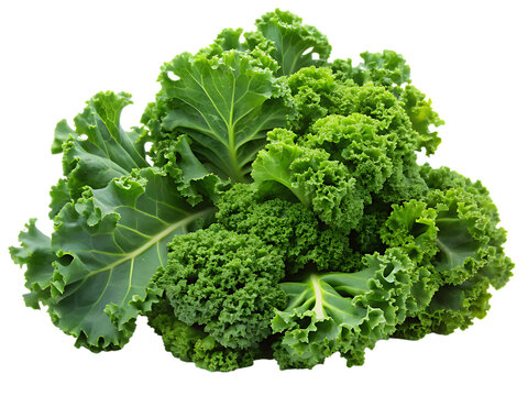 Fresh curly kale isolated on transparent background, a healthy and nutritious vegetable
