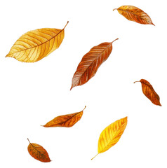 Obraz premium PNG Autumn leaves falling to the ground leaf background autumn.