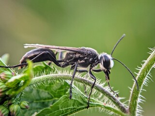 Wildlife: Who's Taking Over Plants in Bare Grounds? A Close-Up of Spider Wasps (Pompilidae)