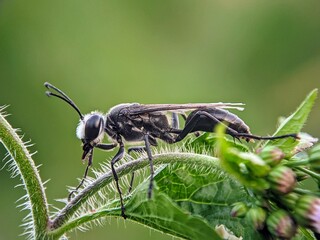 Close-up: How Do Spider Wasps (Pompilidae) Explore the Edges of Wild Plants?