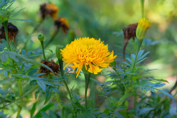 Marigold is growing in garden in autumn. Yellow flower in flowerbed. Cottage garden. Floral decoration. Sunny day.