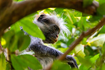 A Zanzibar red colobus monkey rests quietly among the forest foliage, an endangered primate species unique to the island of Zanzibar, Tanzania.