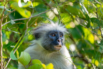A Zanzibar red colobus monkey rests quietly among the forest foliage, an endangered primate species unique to the island of Zanzibar, Tanzania.