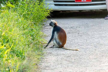 A Zanzibar red colobus monkey sitting on the road in-front of a car.