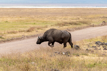Fototapeta premium A Cape buffalo crosses a dirt road in the Ngorongoro Crater, Tanzania, moving steadily through the dry grasslands of the savanna.