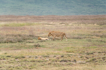 Pride of Lions resting in tall grass on the plains of Ngorongoro Crater