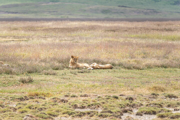 Pride of Lions resting in tall grass on the plains of Ngorongoro Crater