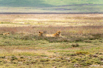 Pride of Lions resting in tall grass on the plains of Ngorongoro Crater
