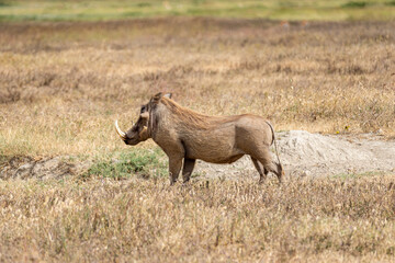 A warthog stands alert in the dry grasslands of the Ngorongoro Crater