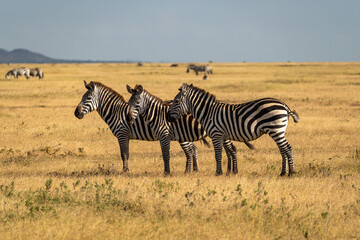 A group of zebras stands together in the golden grasslands of the Serengeti, Tanzania, with more zebras grazing in the distance.
