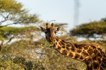 A giraffe feeds on acacia leaves in the Serengeti, Tanzania, surrounded by dry savanna vegetation in the afternoon light.