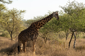 A giraffe feeds on acacia leaves in the Serengeti, Tanzania, surrounded by dry savanna vegetation in the afternoon light.