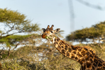 A giraffe feeds on acacia leaves in the Serengeti, Tanzania, surrounded by dry savanna vegetation...