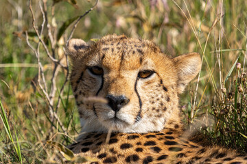 A close-up portrait of a cheetah in the Serengeti of Tanzania gazing out into the distance.