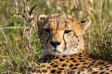 A close-up portrait of a cheetah in the Serengeti of Tanzania gazing out into the distance.