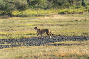 A cheetah running across the open plains of Ndutu in the Serengeti, Tanzania