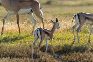 A young Thomson’s gazelle calf stands in the grasslands of Ndutu in the Serengeti, Tanzania, surrounded by its herd in the warm sunlight.