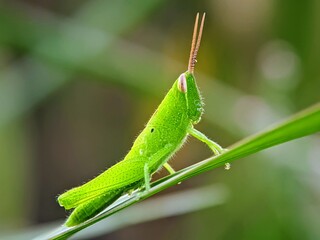 Rice Ecosystem: Green Grasshoppers (Oxya hyla hyla) Inhabit Rice Leaves Exposed to the Afternoon Sun