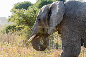 A close-up of an African elephant grazing in the golden grasslands of the Serengeti in Tanzania...