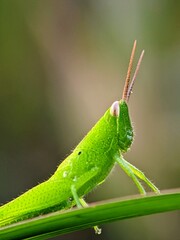 Magical Creatures: How Do Green Grasshoppers (Oxya hyla hyla) Communicate with Each Other?