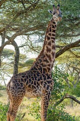 A large giraffe standing under a acacia tree in the Serengeti, Tanzania.