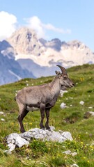 A majestic ibex stands alert on a rocky outcrop, against a backdrop of snow-capped mountains.