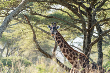 A large giraffe standing under a acacia tree in the Serengeti, Tanzania.