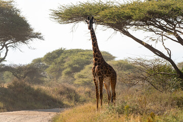 A giraffe standing beside a dirt road under an acacia tree in the Serengeti, Tanzania.