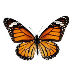 Fototapeta premium Orange and Black Monarch Butterfly with Open Wings