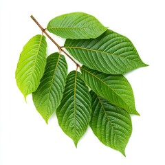 Fototapeta premium Fresh green kratom leaves arranged artfully, showcasing natural textures and vibrant color