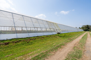 Greenhouse structures at a cut flower farm near Lake Naivasha, Kenya