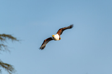An African Fish Eagle (Haliaeetus vocifer) flying over Lake Naivasha in Kenya.