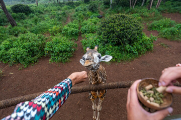 A giraffe being hand fed by tourists at the Nairobi Giraffe Centre in Kenya. © Eli