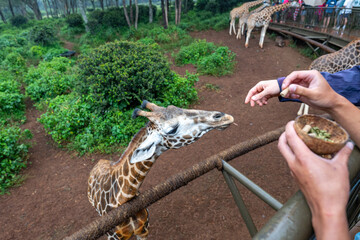 A giraffe being hand fed by tourists at the Nairobi Giraffe Centre in Kenya. © Eli