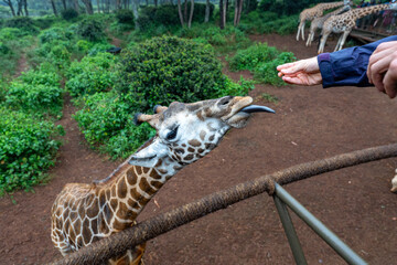 A giraffe being hand fed by tourists at the Nairobi Giraffe Centre in Kenya. © Eli