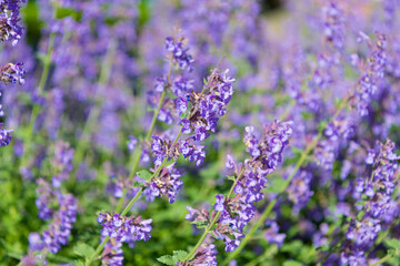 Field of lavender. Lavender flower in summer. France Provence field. Purple lavender bloom in nature. Composition of nature. Summer blooming flower. Blooming flower field. Summer nature