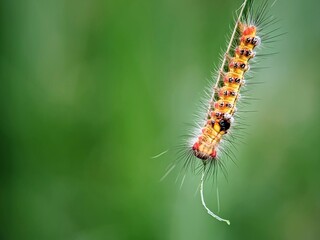 Close-up: How Do Hairy Caterpillars (Orgyia thyellina) Hang on the Tips of Grass Leaves?