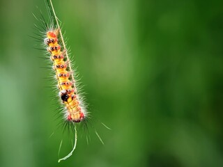 Life Cycle: Who Inhabits Wild Leaves? A Close-Up of a Butterfly Larva (Orgyia thyellina)