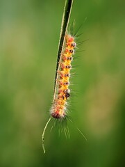 Wildlife: A Hairy Caterpillar (Orgyia thyellina) Resting on a Grass Leaf in the Morning
