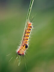 Nature's Sign: Hairy Caterpillars (Orgyia thyellina) Explore Leaf Tips in Spring