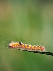 Pest or Magical Creature: Why Do Hairy Caterpillars (Orgyia thyellina) Have Sharp Hairs?