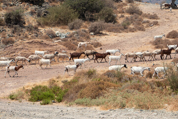 herd of mountain sheep. Wild goats in the mountains of Greece. High quality photo