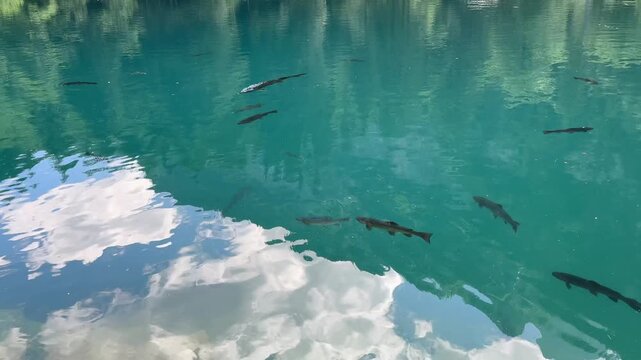 Crystal-clear Blausee lake in Switzerland, where the water is so transparent you can see fish swimming below. Pristine alpine nature, peaceful atmosphere, and stunning natural beauty. Kandergrund 