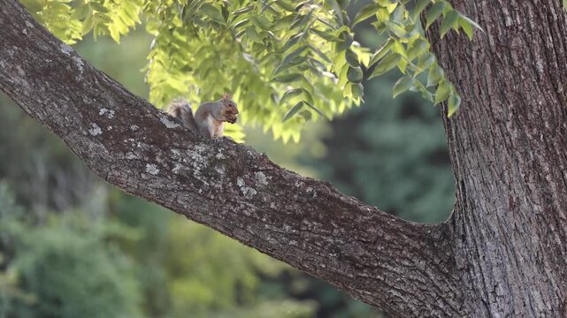 Grey Squirrel Sitting on Tree Branch Eating Nut - Wildlife in New Jersey 4K Video