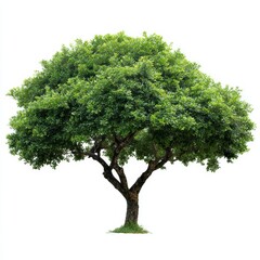 A majestic green tree standing tall against a pure sky, representing growth, nature, and life