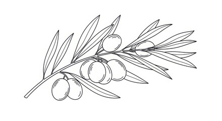 Hand-drawn olive branch with olives and leaves artistic sketch botanical line art natural ingredient for food and health imagery