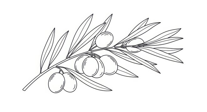 Hand-drawn olive branch with olives and leaves artistic sketch botanical line art natural ingredient for food and health imagery