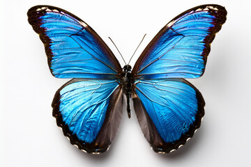 butterfly on white background